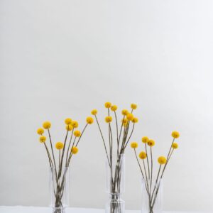 Allium clear vase set of 3 - Signature Editions